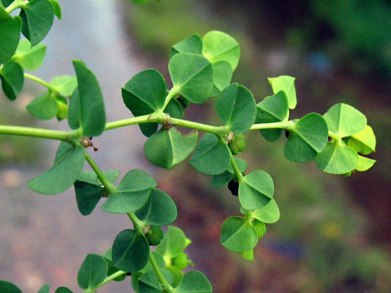 Euphorbia platyphyllos L. / Euforbia rognosa